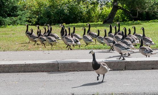 Barnacle gooses